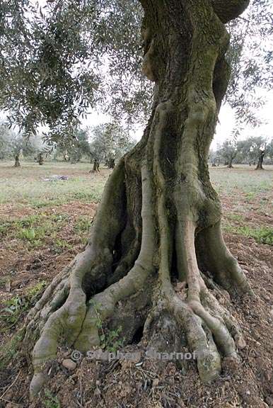 olive tree 1 graphic